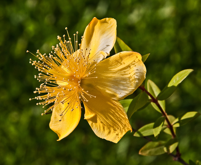 42+ Garten Pflanzen Kleine Gelbe Blüten, Innerhalb kürzester zeit