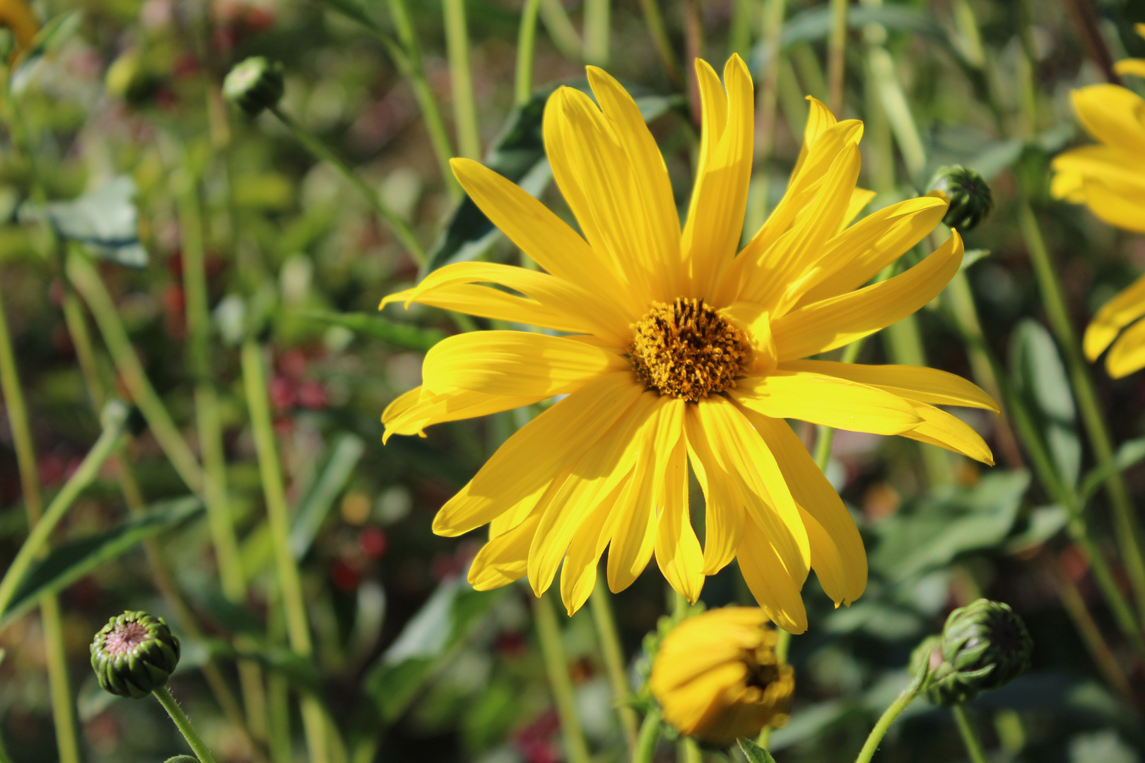 Gelbe Blüte