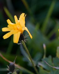 Gelbe Blüte