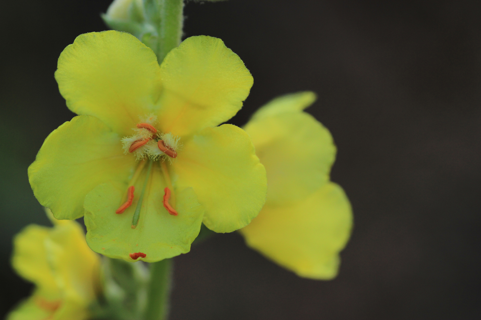 Gelbe Blüte am Wegesrand