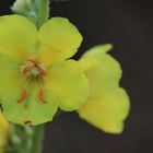 Gelbe Blüte am Wegesrand