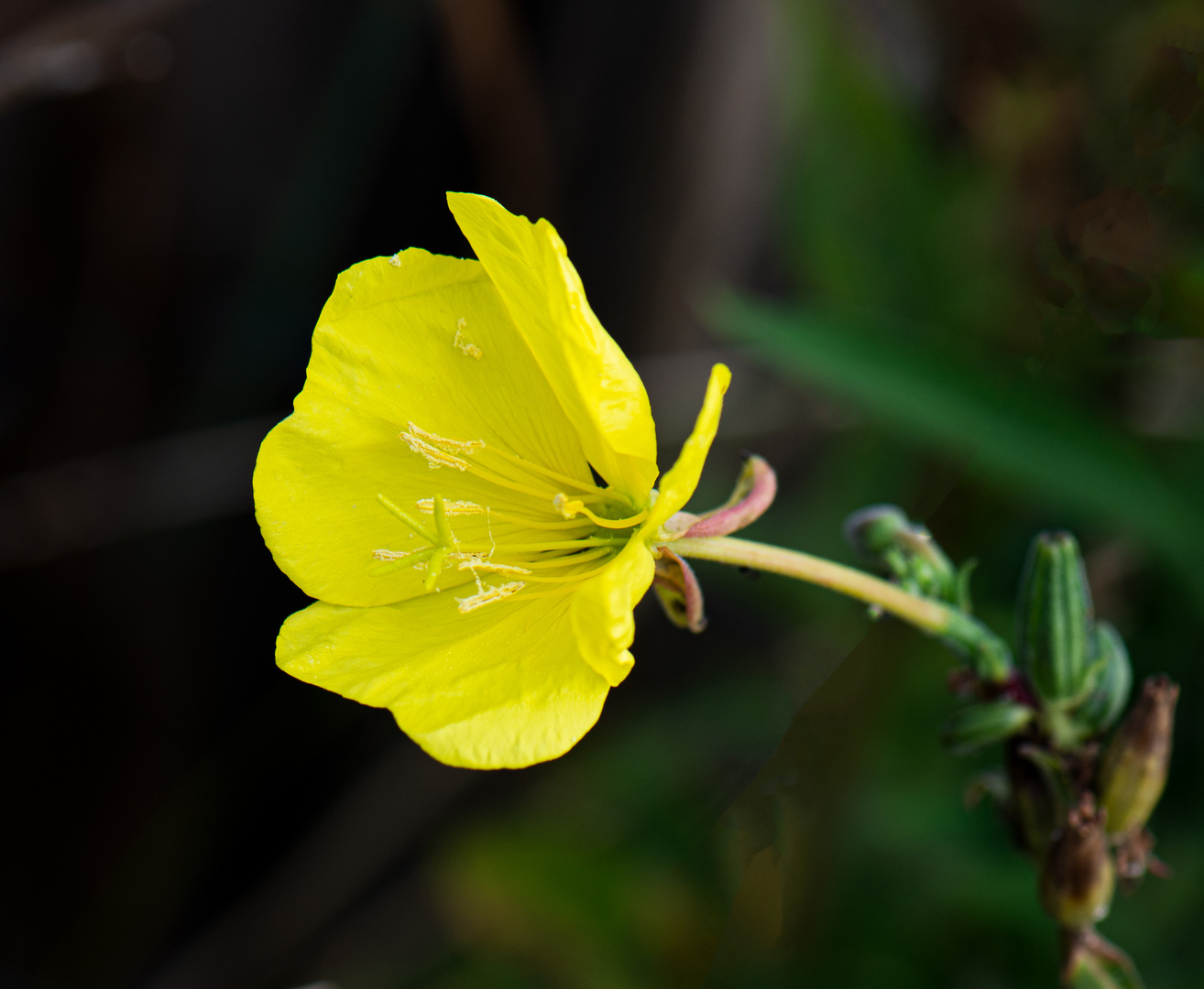 Gelbe Blüte