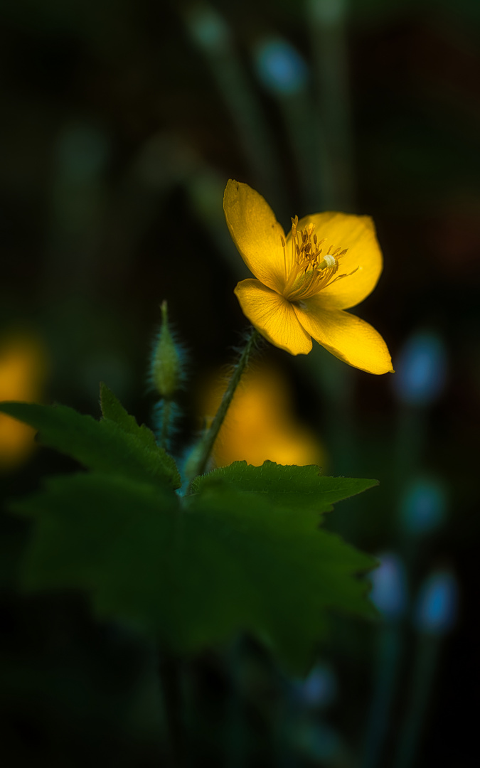 gelbe Blüte