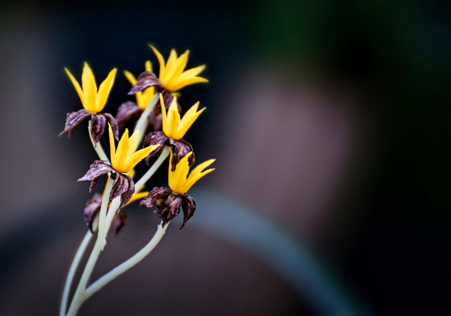 gelbe Blüte