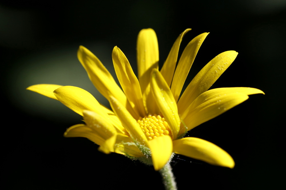 Gelbe Blüte