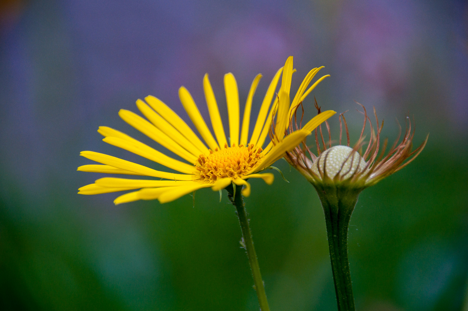 Gelbe Blüte