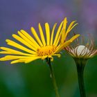 Gelbe Blüte