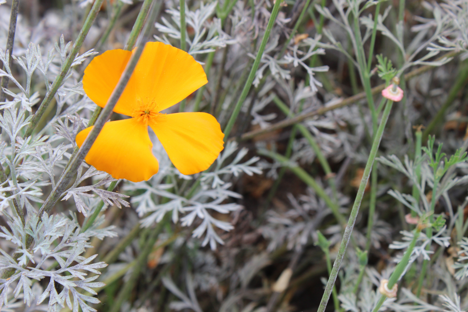 Gelbe Blüte