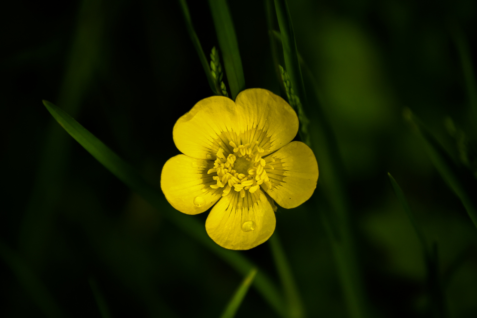 Gelbe Blüte