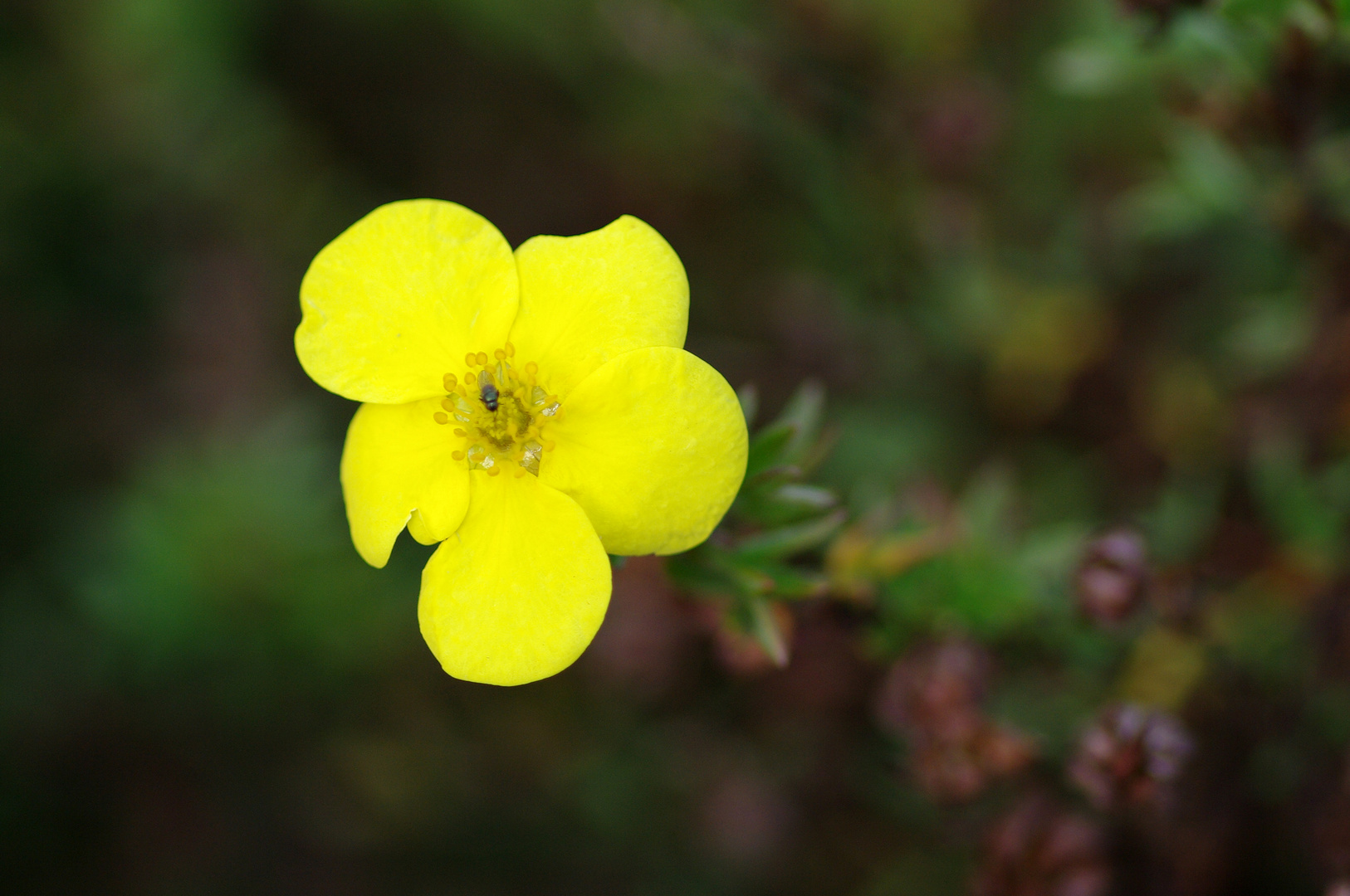 Gelbe Blüte