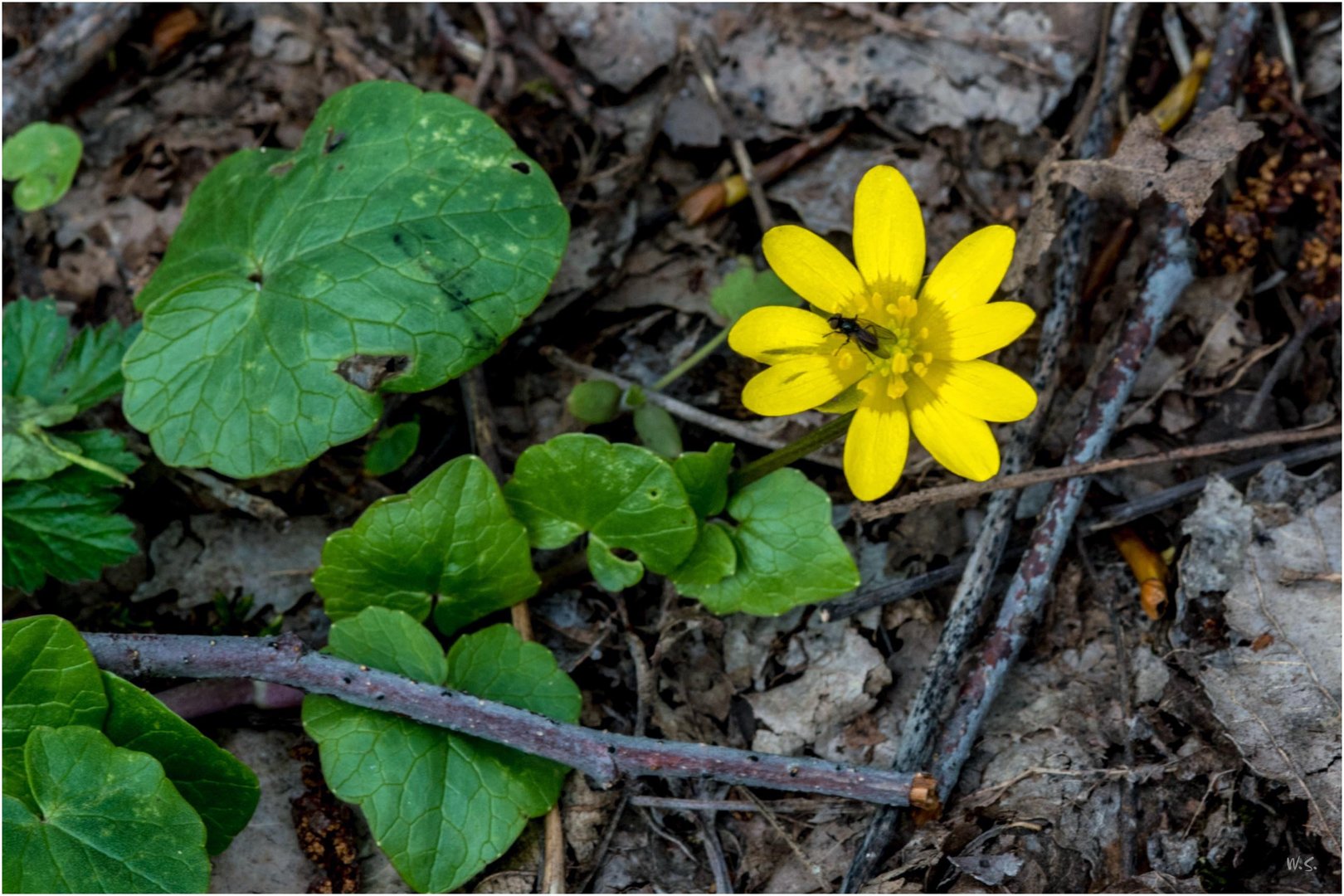 gelbe Blüte dazu grüner Kontrast