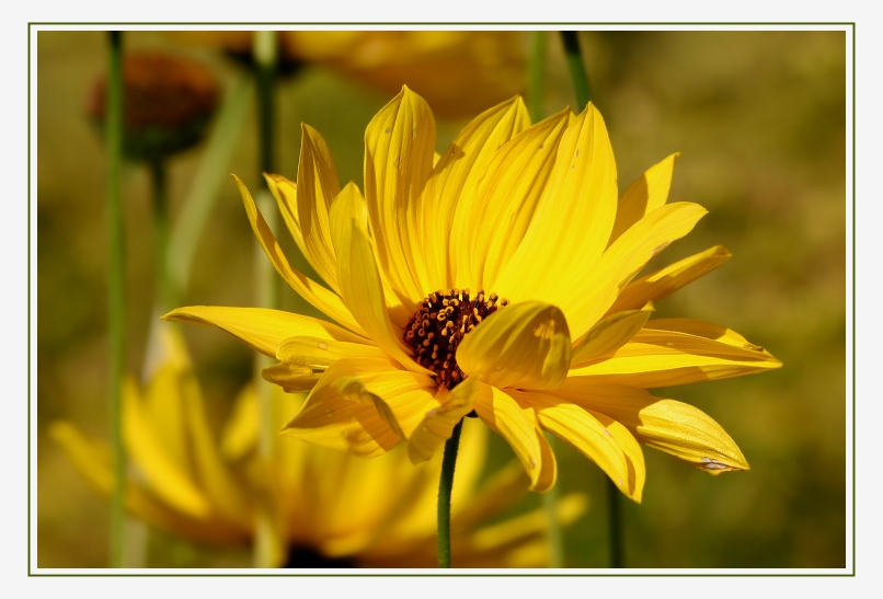Gelbe Blüte .. Foto & Bild pflanzen, pilze & flechten, blüten