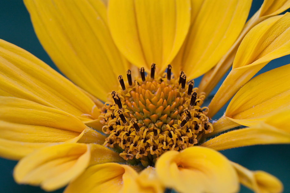 gelbe Blüte