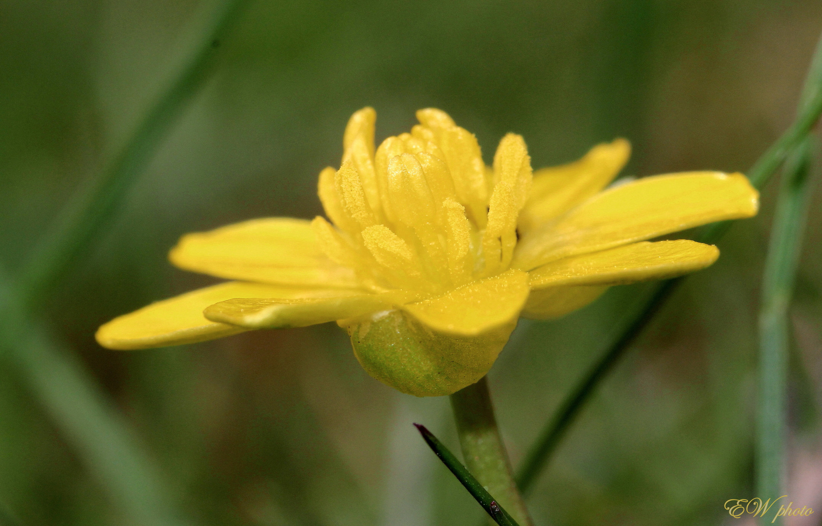 gelbe Blüte des Scharbockskraut, Feigwurz ( Ranunculus ficaria )