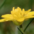 gelbe Blüte des Scharbockskraut, Feigwurz ( Ranunculus ficaria )