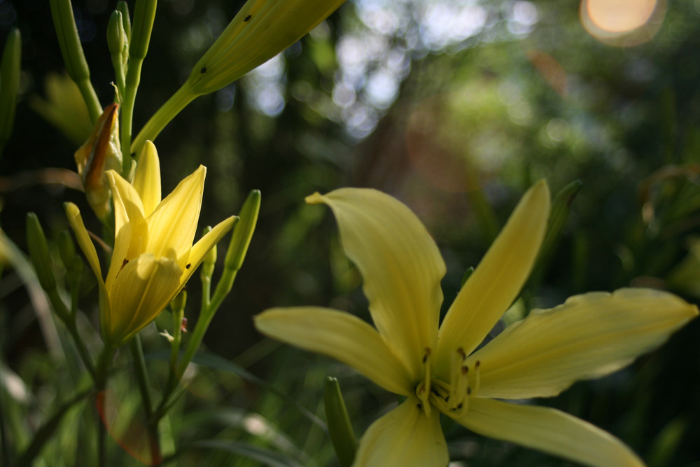 Gelbe Blüte