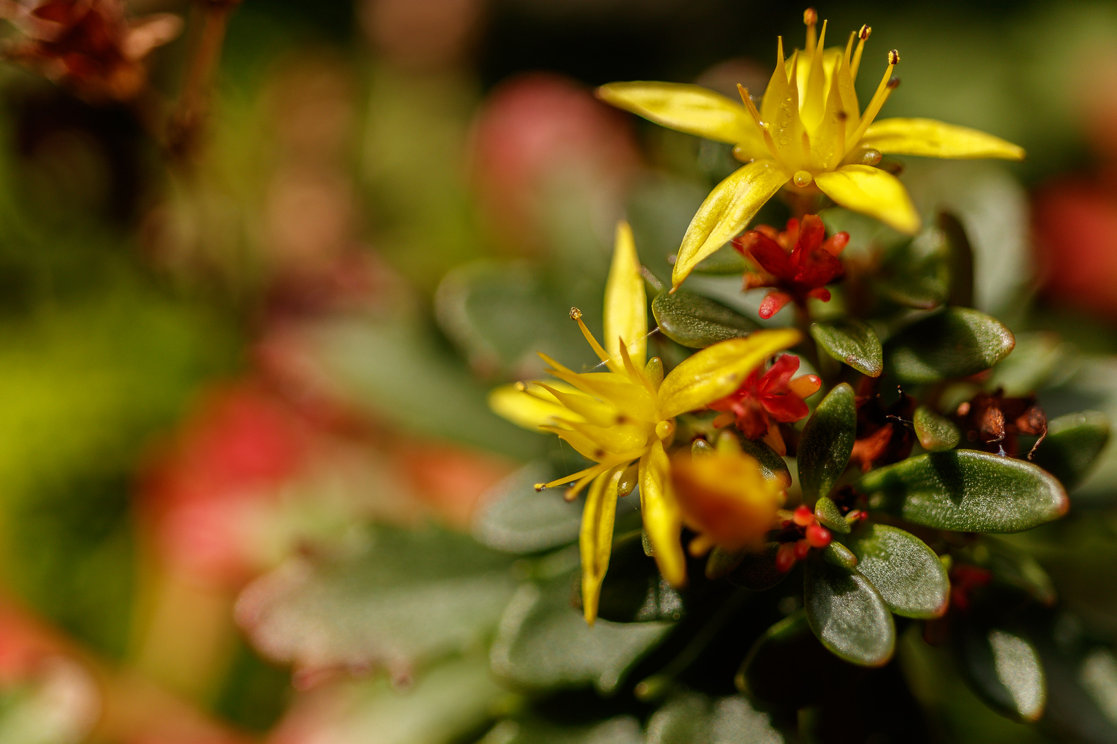 gelbe Blüte