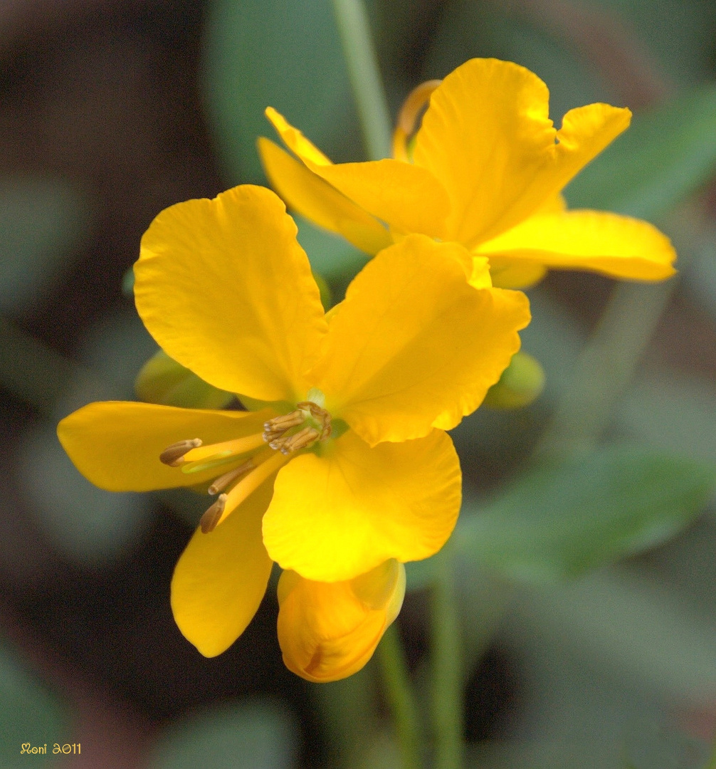 Gelbe Blüte