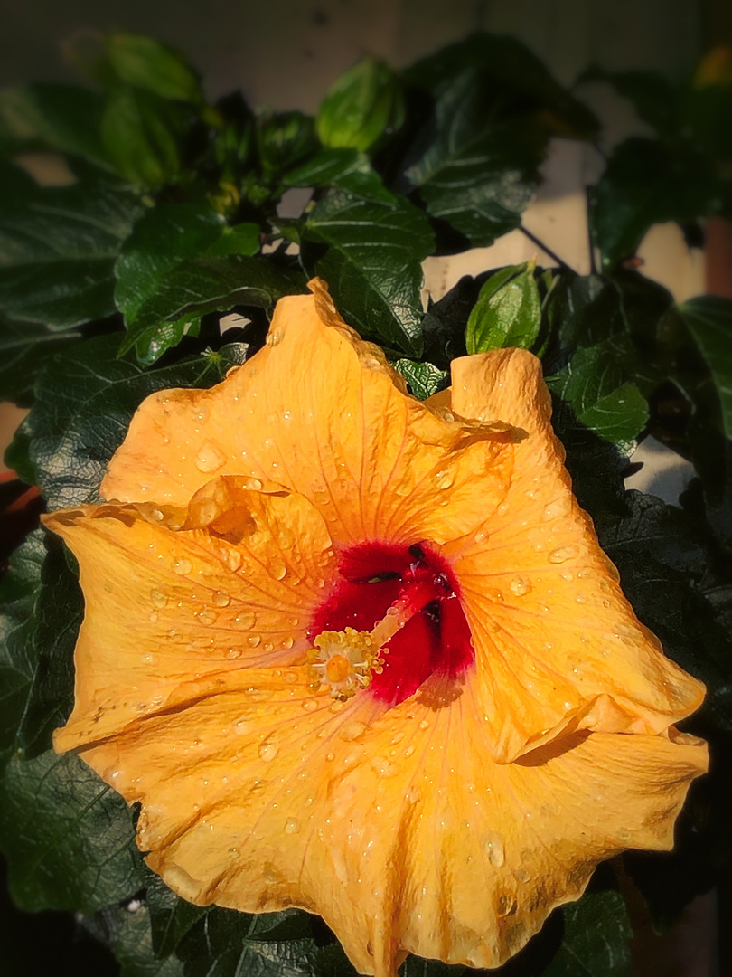 Gelbe Blüte eines Hibiskus