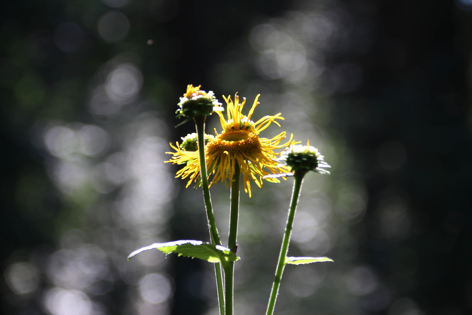 Gelbe Blüte erstrahl in der Sonne