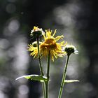 Gelbe Blüte erstrahl in der Sonne