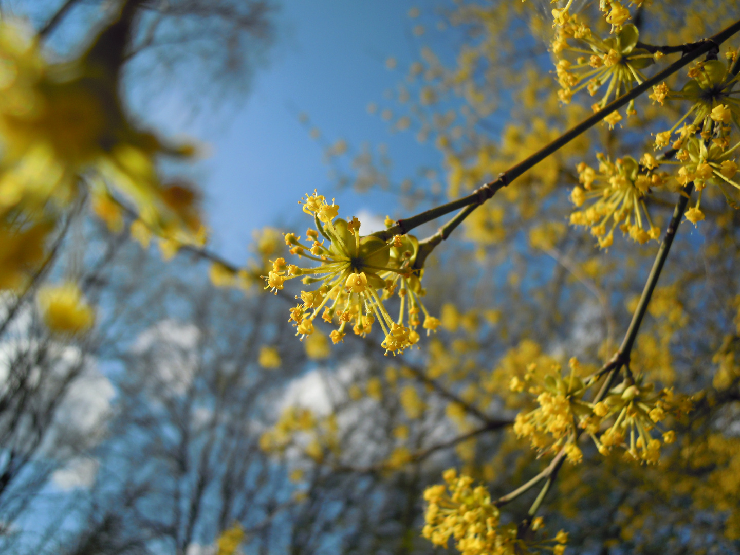 gelbe blüte