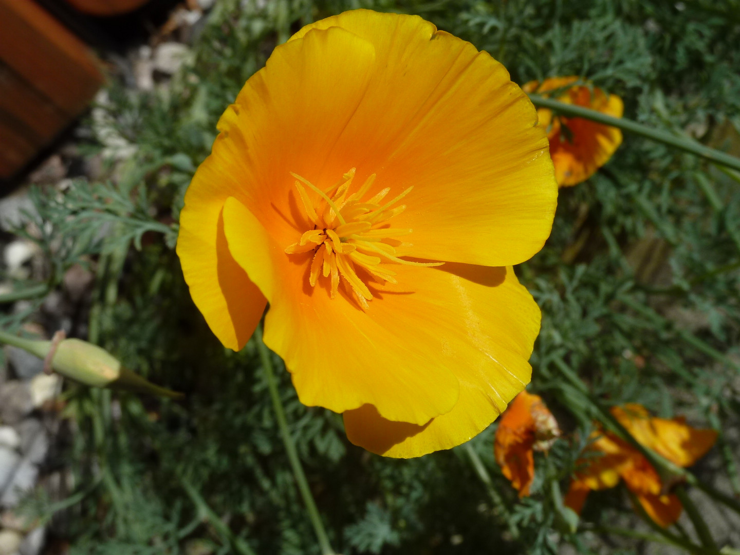 Gelbe Blüte Foto & Bild makro, natur, blumen Bilder auf