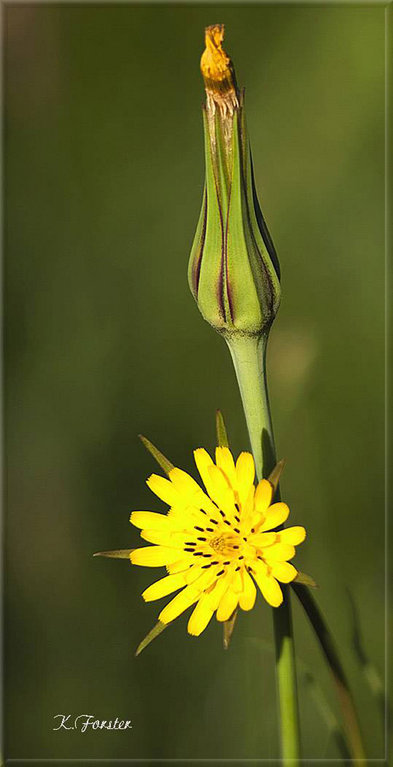 Gelbe Blüte