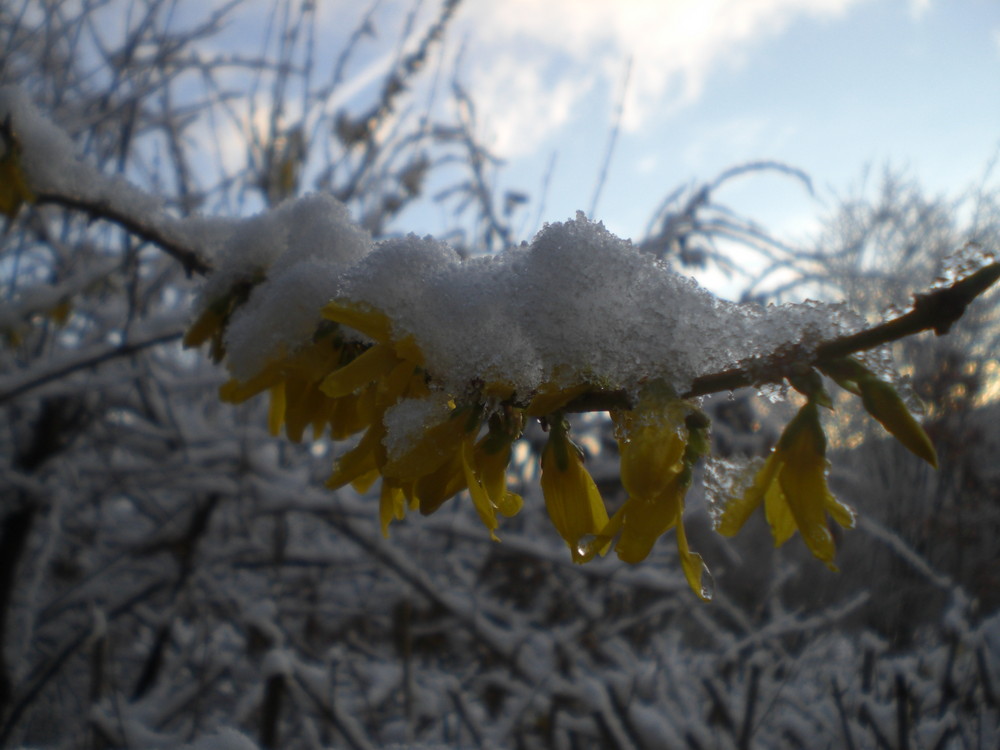 gelbe Blüte im Schnee