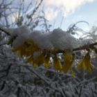 gelbe Blüte im Schnee