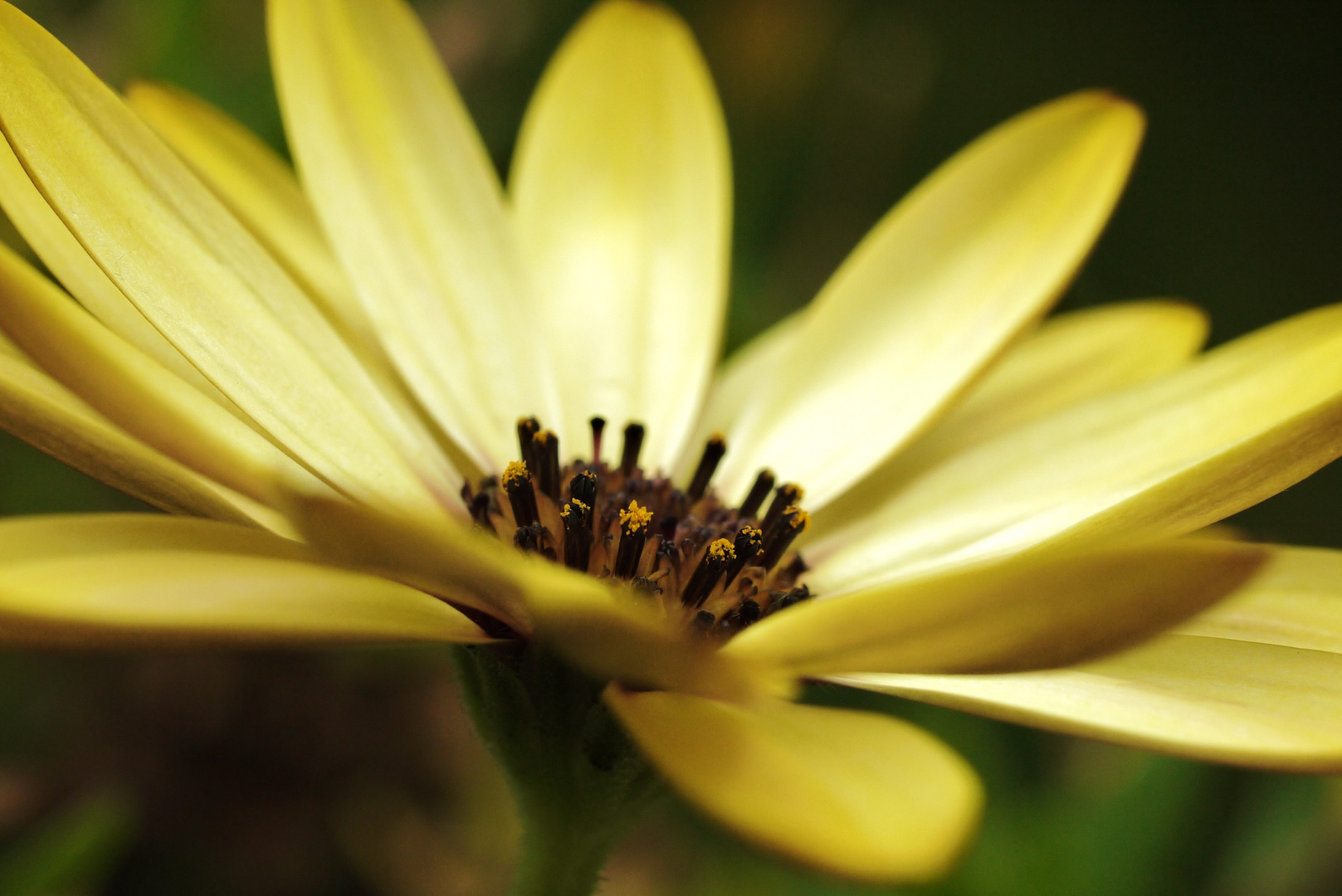 Gelbe Blüte - Impression / Makroaufnahme