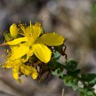 gelbe Blüte in Erwartung