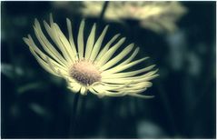 Gelbe Blüte in leichtem Blau