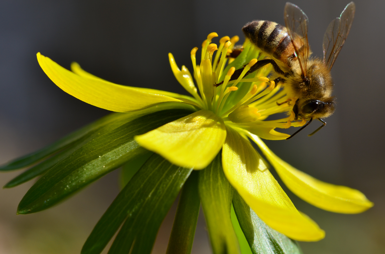 Gelbe Blüte mit Biene