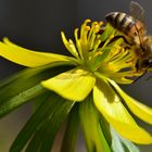 Gelbe Blüte mit Biene