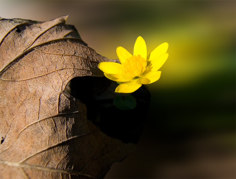 Gelbe Blüte mit Blatt