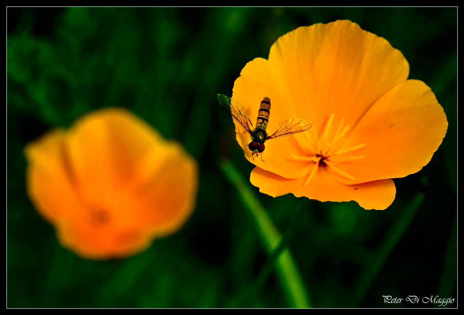 Gelbe Blüte mit Fliege