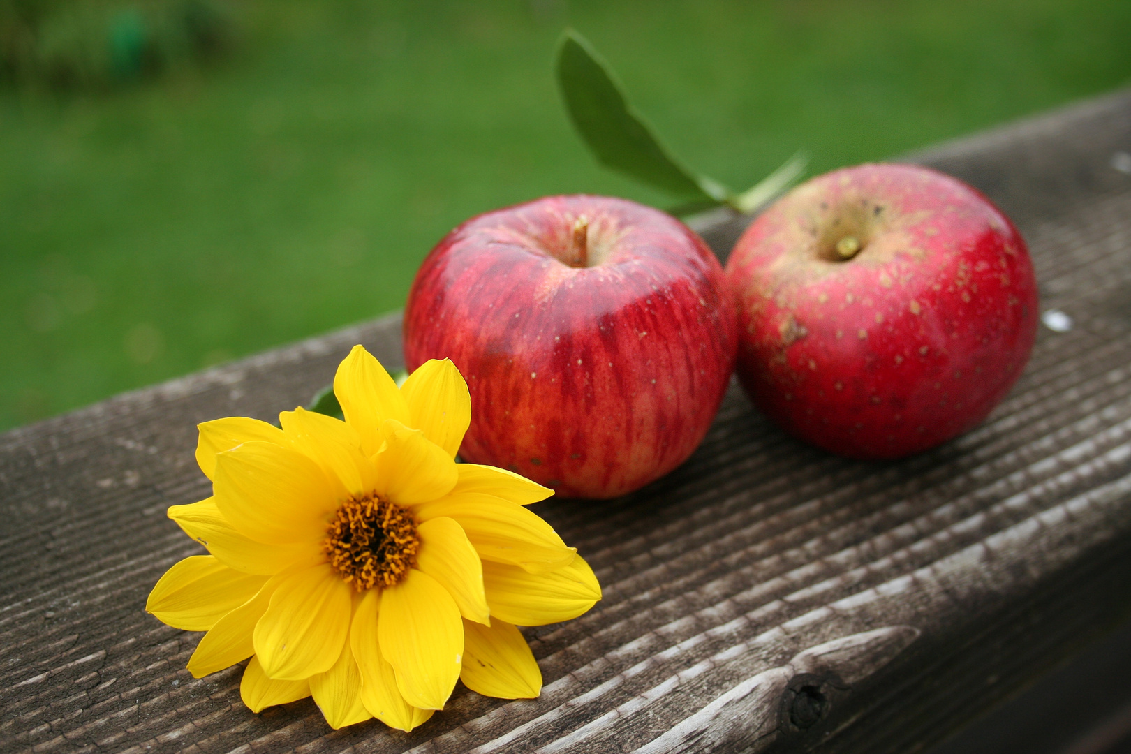 Gelbe Blüte mit frisch geernteten Äpfeln