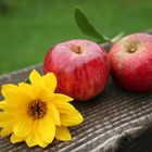 Gelbe Blüte mit frisch geernteten Äpfeln