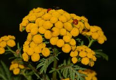 Gelbe Blüte mit Marienkäfer