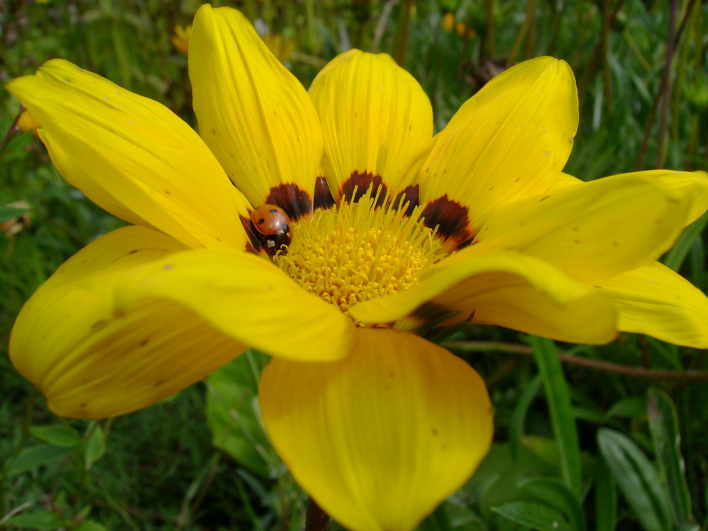 gelbe Blüte mit Marienkäfer