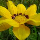 gelbe Blüte mit Marienkäfer