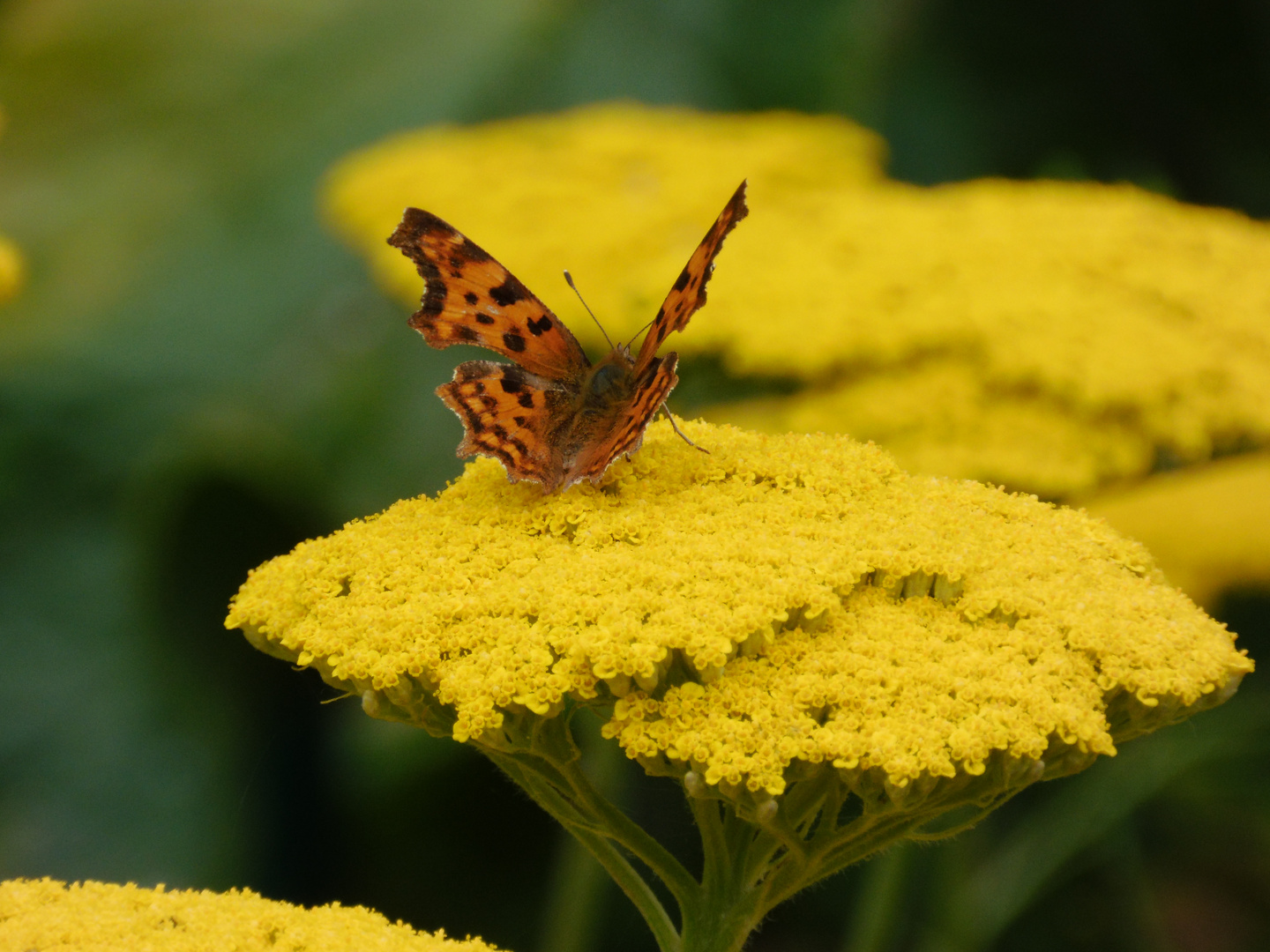 Gelbe Blüte mit Schmetterling