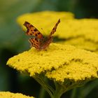 Gelbe Blüte mit Schmetterling