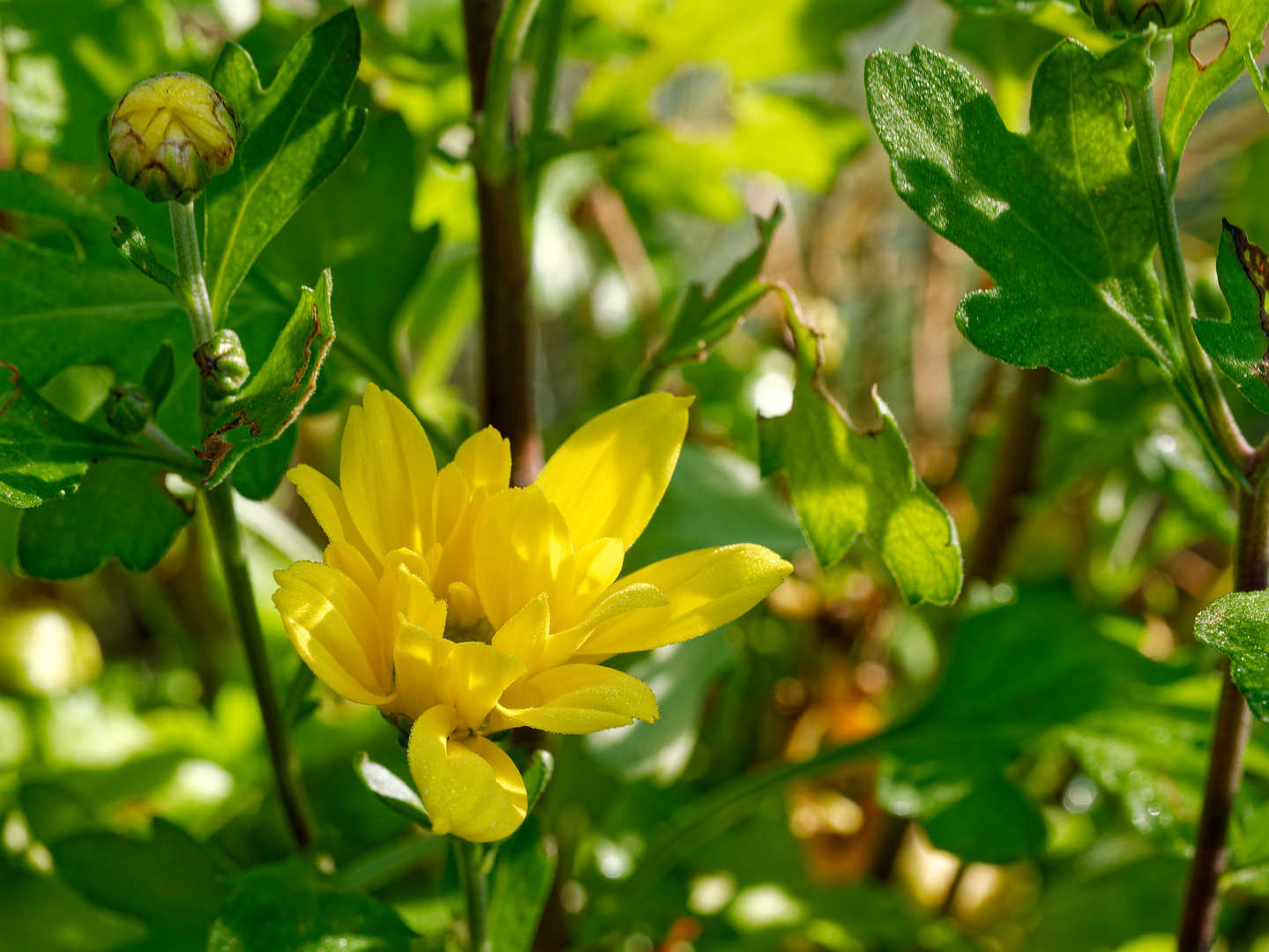 gelbe Blüte mit Tautropfen