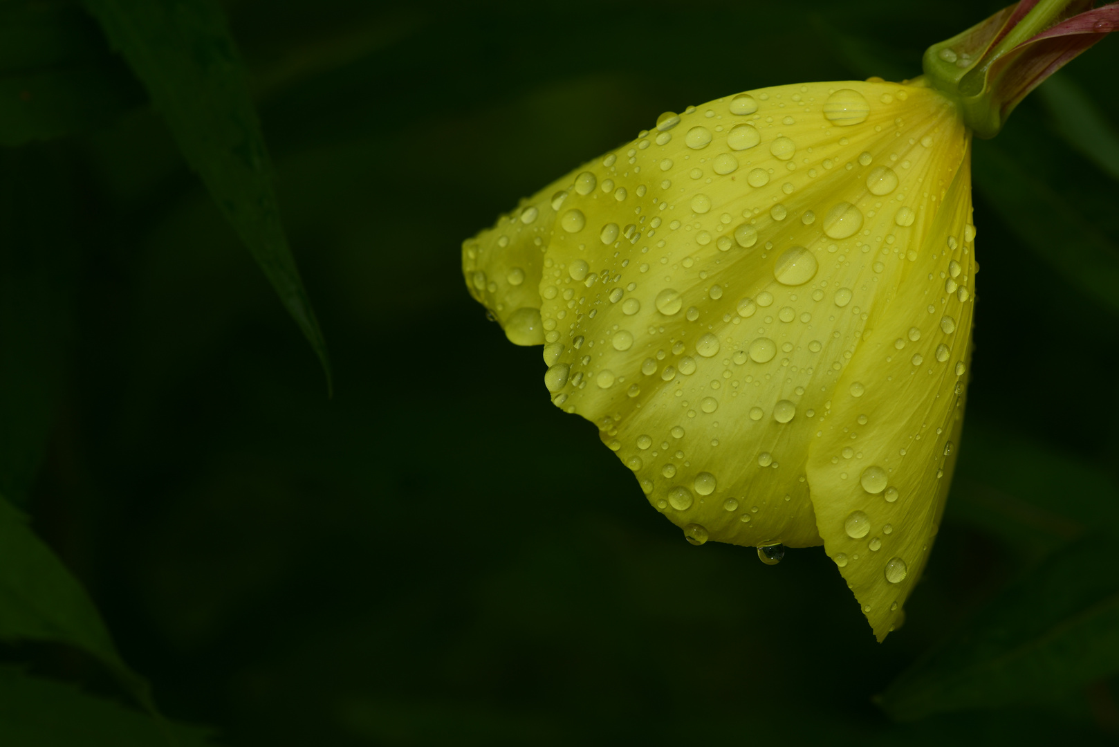 Gelbe blüte mit Tropfen