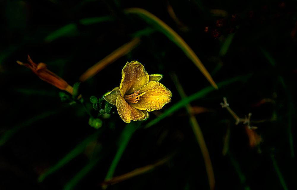 Gelbe Blüte nach dem Regen