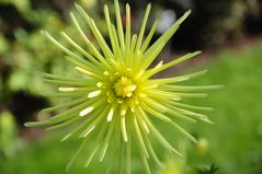 Gelbe Blüte strahlt, Dahlien - Park der Gärten