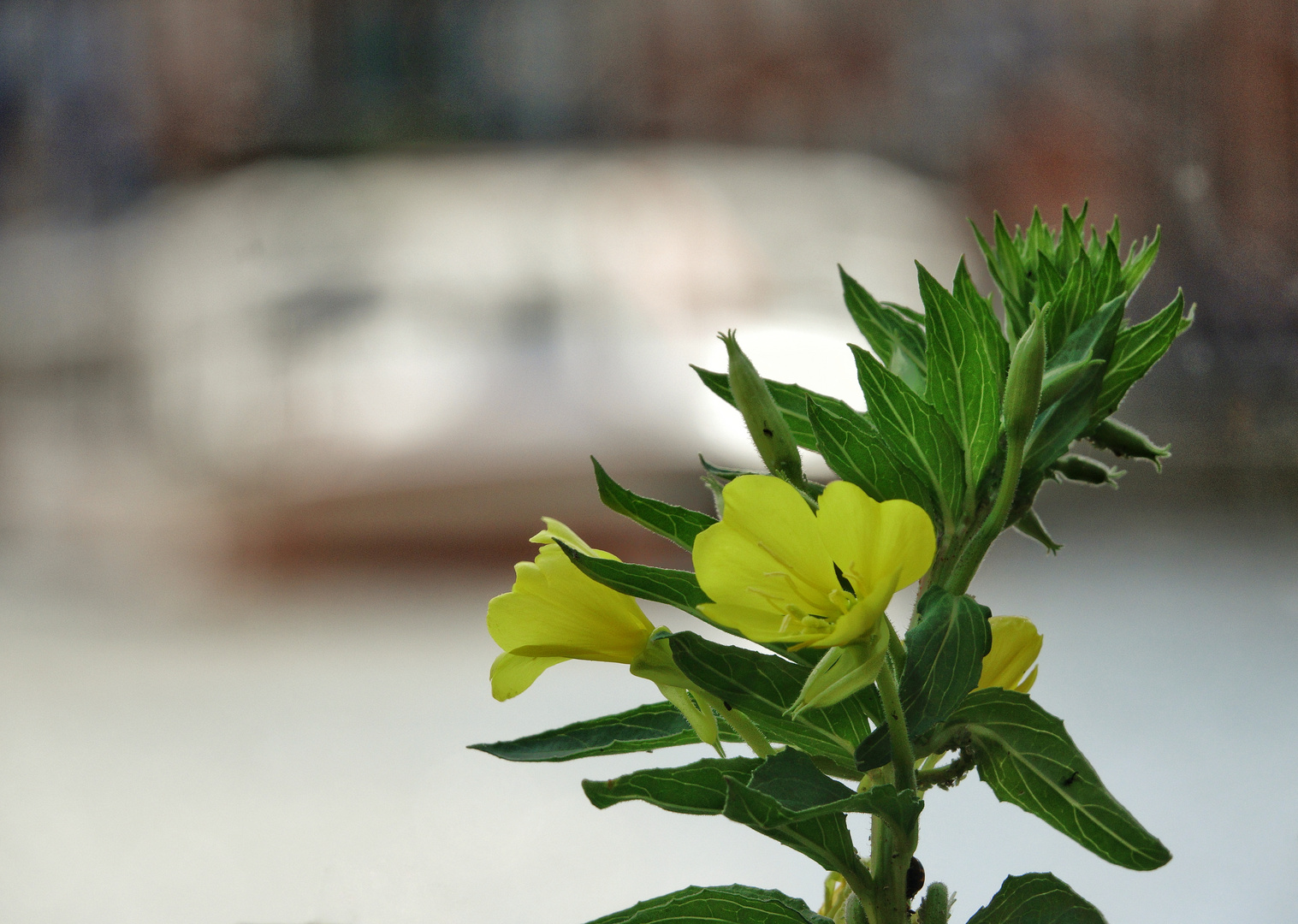 Gelbe Blüte vor Alsterkahn