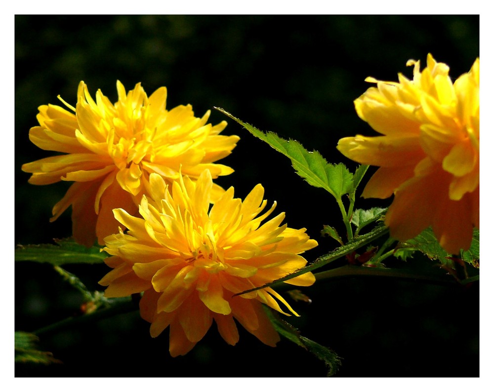 gelbe Blüte vor dunklem Hintergrund